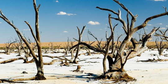 Decade of climate action Desert with dead trees