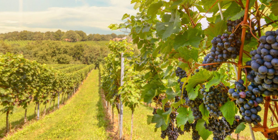 carbon farming carbon farming