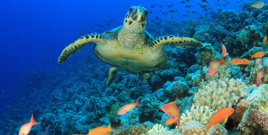 biodiversity carbon market biodiversity carbon market