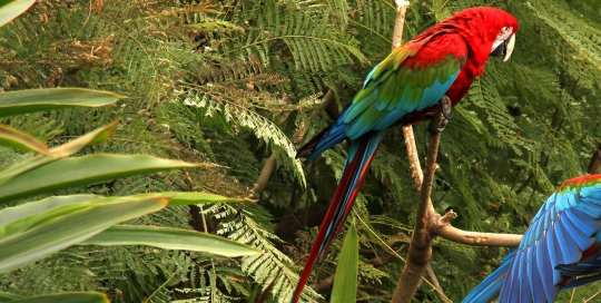 biodiversity credits biodiversity credits