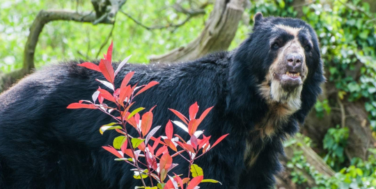 Voluntary Biodiversity Credits Voluntary Biodiversity Credits