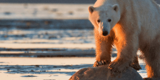 climate change climate change