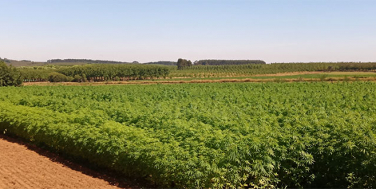 hemp-carbon-removal-project Hemp Carbon Removal Project