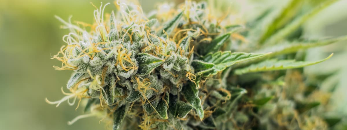 Newsletter images (1) Hemp Carbon Farming