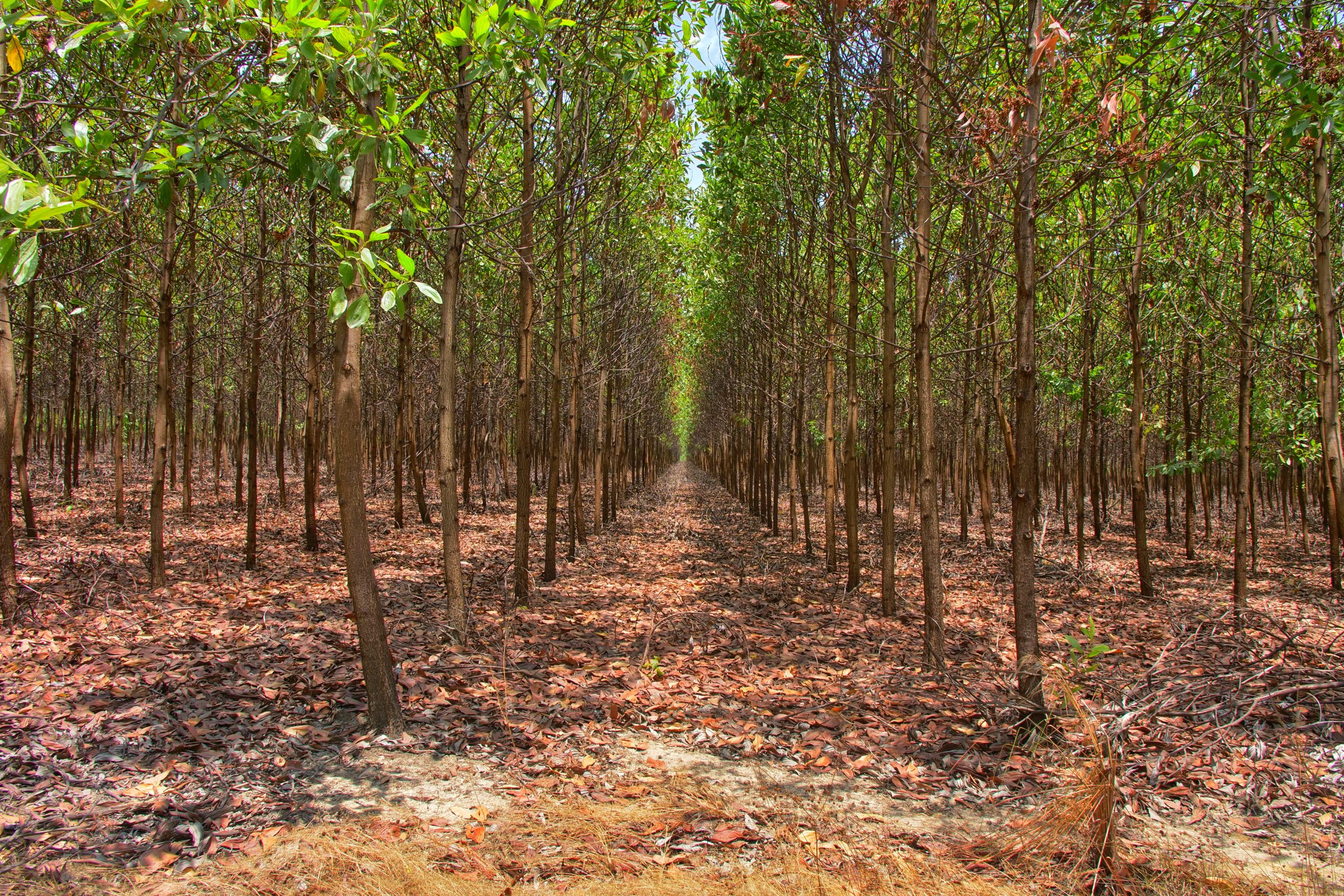 P1088042_Snapseed Corporate Forests