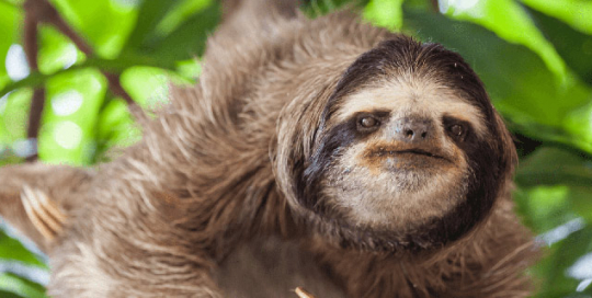 yacumama-forest-carbon-project Yacumama Forest Carbon Project