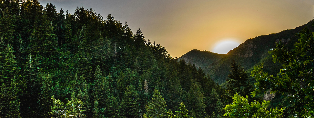 ICVCM Carbon Credits ICVCM Carbon Credits